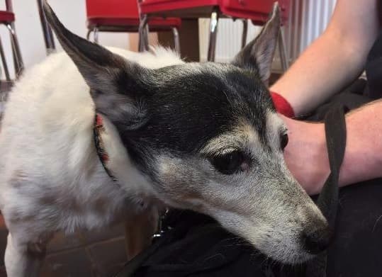 Rags and Misty — Unknown