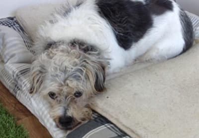 Darling Daisy! — Unknown