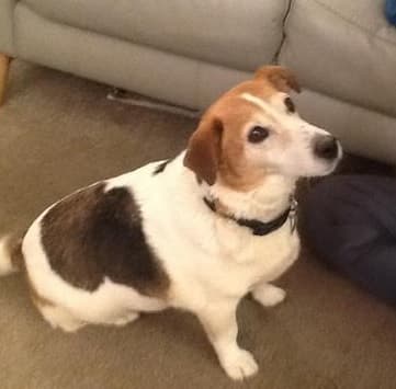 Snuggly Girl Scrumpy! — Unknown