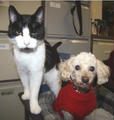 Dante and Bibble — Unknown