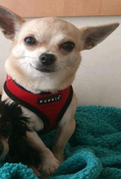 Pixie Piddle Pup — Unknown