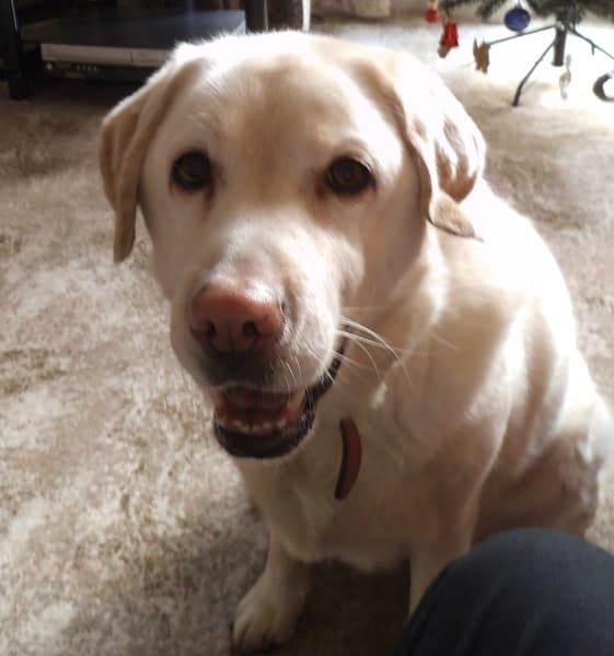 Poppy the Social Butterfly! — Unknown