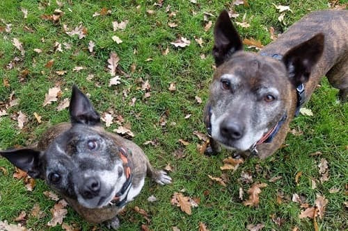 Barney and Ringo — Unknown