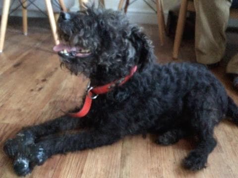 Jack Terrier! — Unknown