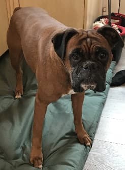 Lovely lady Lily! — Unknown