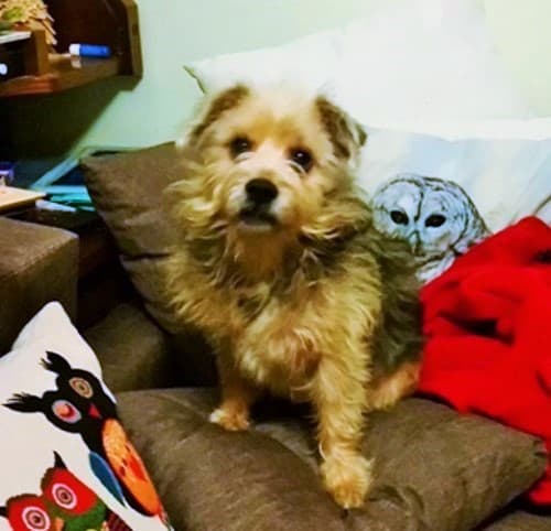 Perfect Pippin! — Unknown