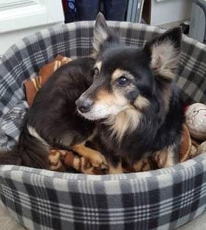 Sublime Sheltie Sherry — Unknown