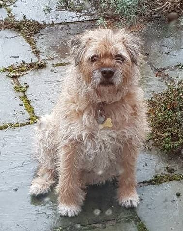 Benji fuzzy-face! — Unknown