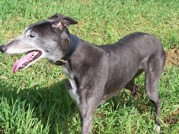 Coquettish Cassie ballerina! — Unknown