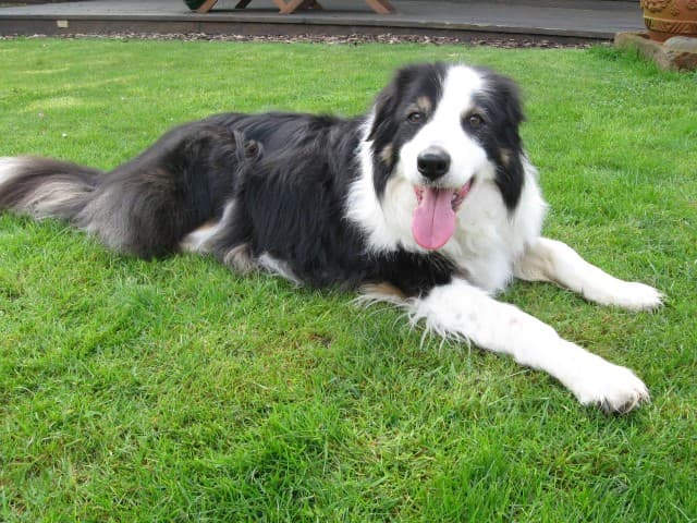 Cuddlesome Charlie! — Unknown