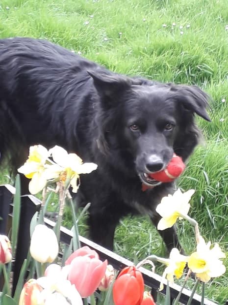 Bella ball-a Bella! — Unknown