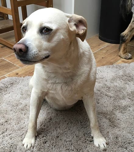 Happy chatty Zoe! — Unknown