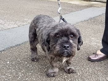 Kutie Kerry, now Buddy! — Unknown