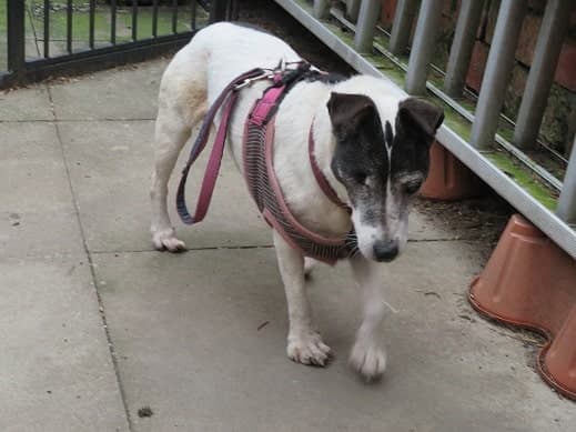 Feisty Lucky — Unknown