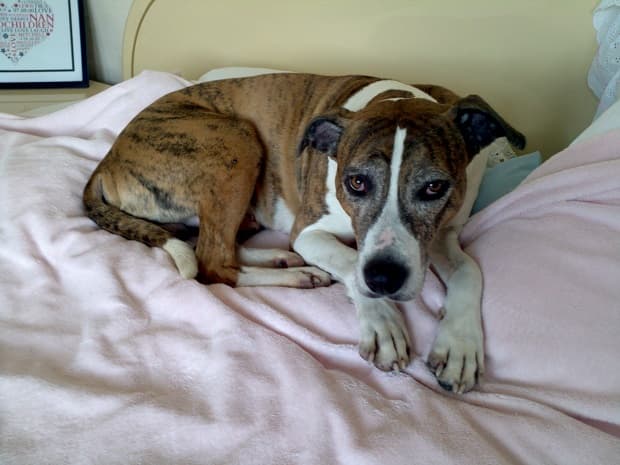 Zuperstar Ziggy! — Unknown