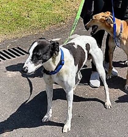 Choc and Jack — Unknown