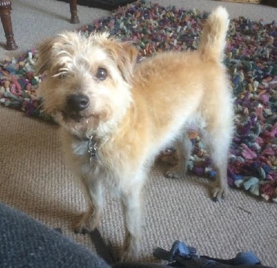 Little Rio – fun and fluffy! — Unknown