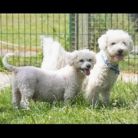 Archie and Buddy — Unknown