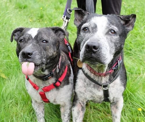 Biscuit & Chief — Unknown