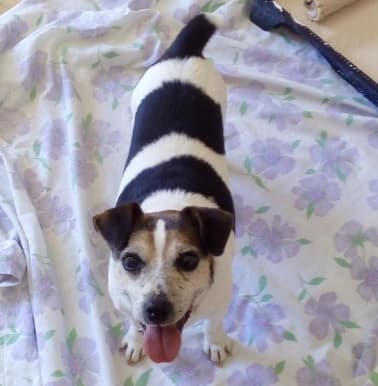 Grumpy Lucky Loo — Unknown