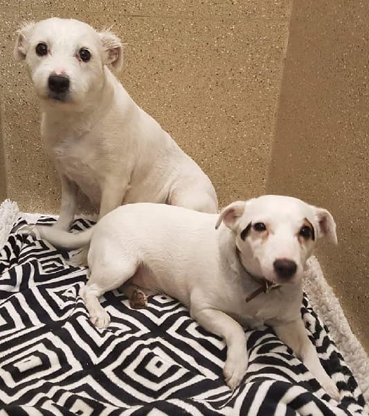 Patch & Baby — Unknown