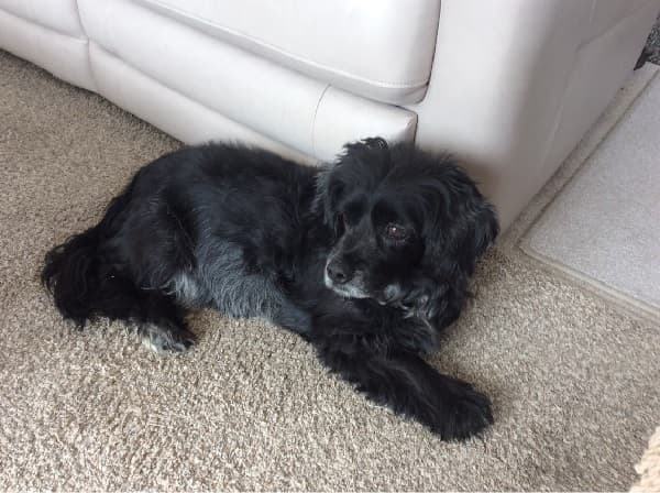 Cute boy Rocky! — Unknown