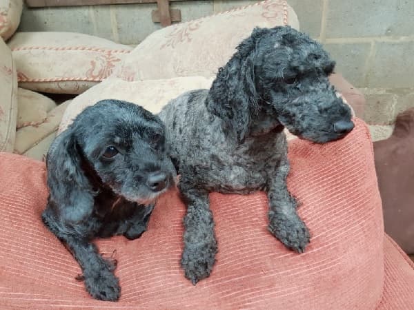 Snowball & Molly — Unknown