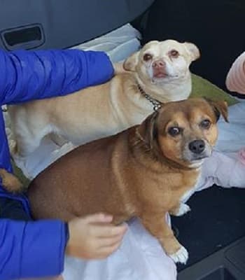 Bailey & Buddy — Unknown