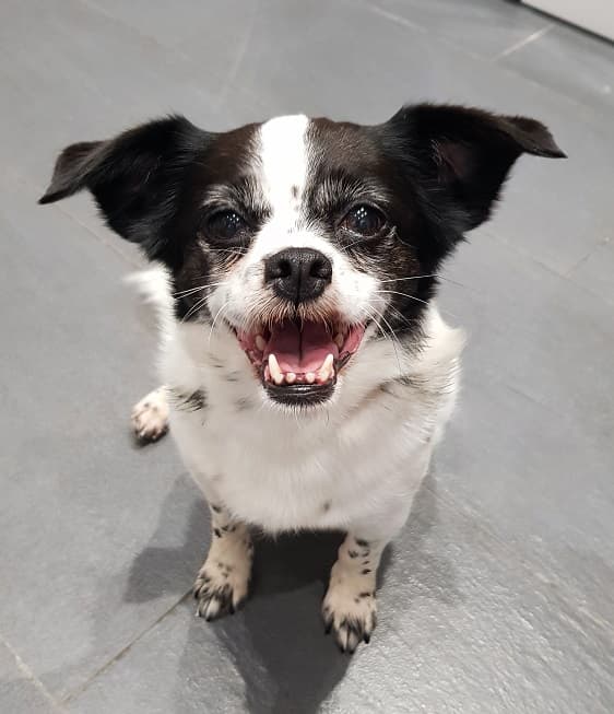 Darling Daisy! — Unknown