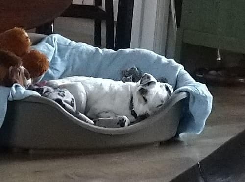 Little old man Patch — Unknown