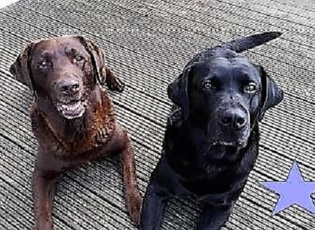 Taff and Pepper — Unknown