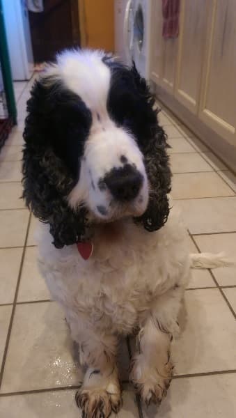 Oscar Cocker — Unknown