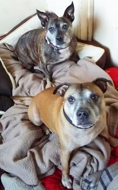 Rocky & Ruby — Unknown