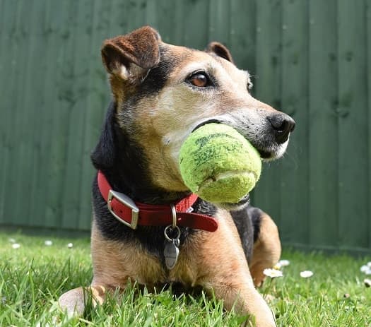 Rollicking Ruby! — Unknown