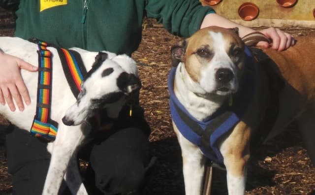 Shire and Amie — Unknown