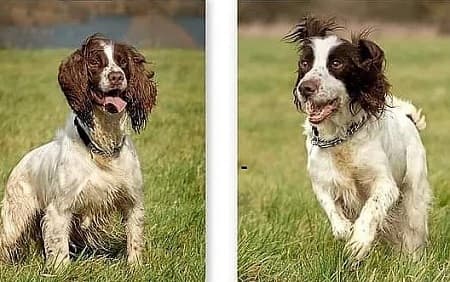 Charlie Girl and Oscar — Unknown