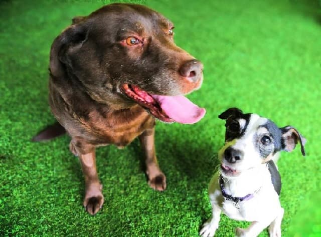 Maisie & Koffie — Unknown