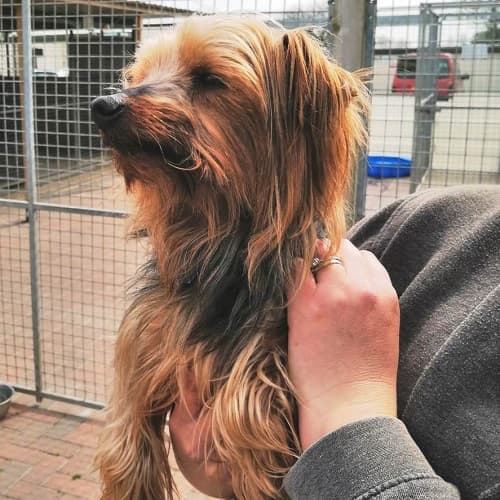 Indy & Buster — Unknown