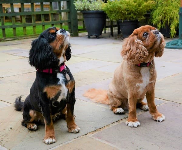 Playful poppets Crumble & Bleecker! — Unknown