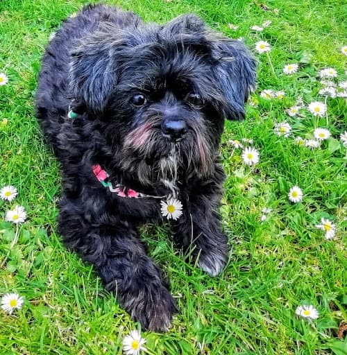 Pretty as a daisy, Maisey! — Unknown