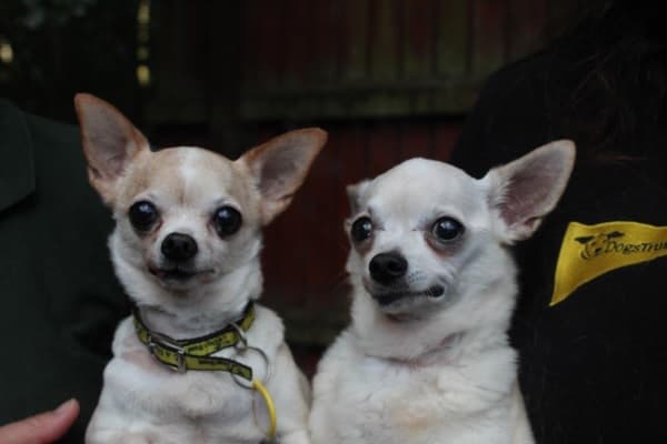 Crystal & Finnegan — Unknown