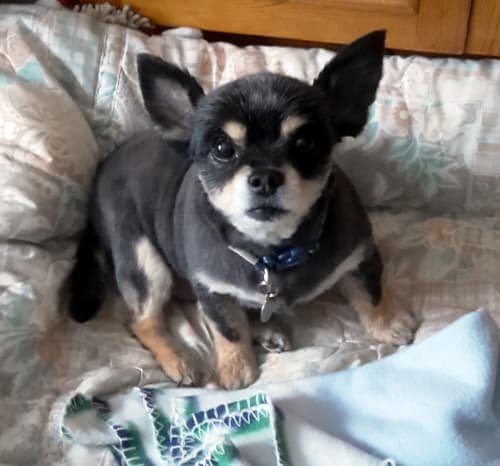 Gorgeous slow-mo Gizmo! — Unknown