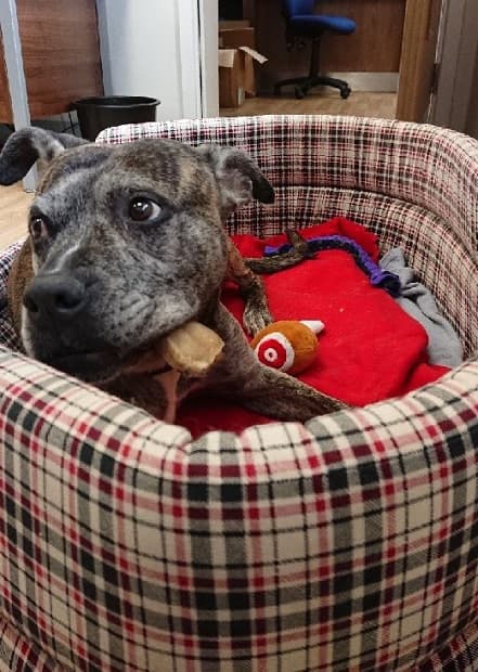 Rogue – female — Unknown