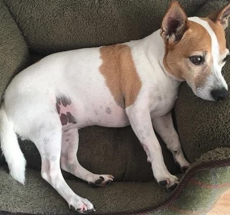 Cyd – female — Unknown