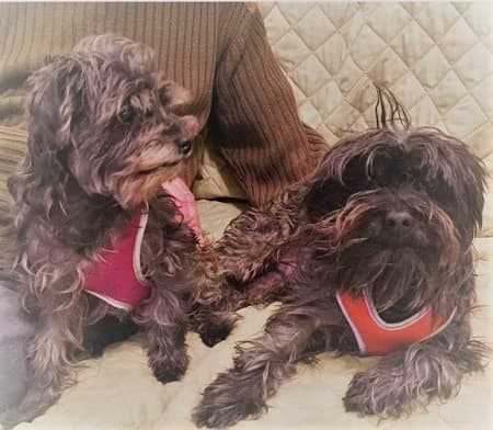 Tuki and Ellie — Unknown