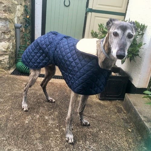 Poor old Boi — Unknown