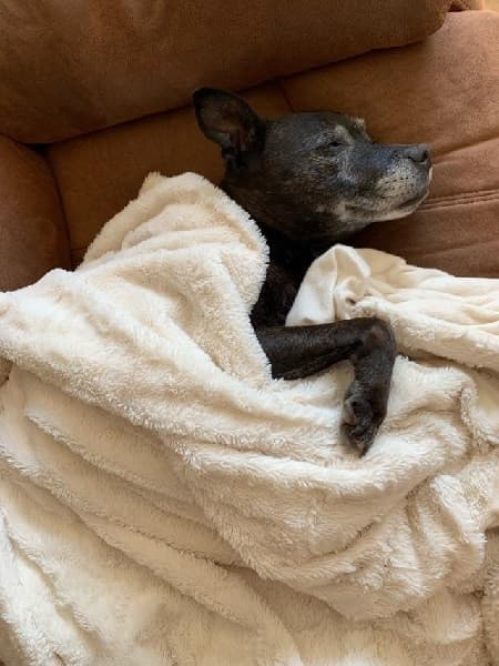 Cuddly, contended Cleo! — Unknown