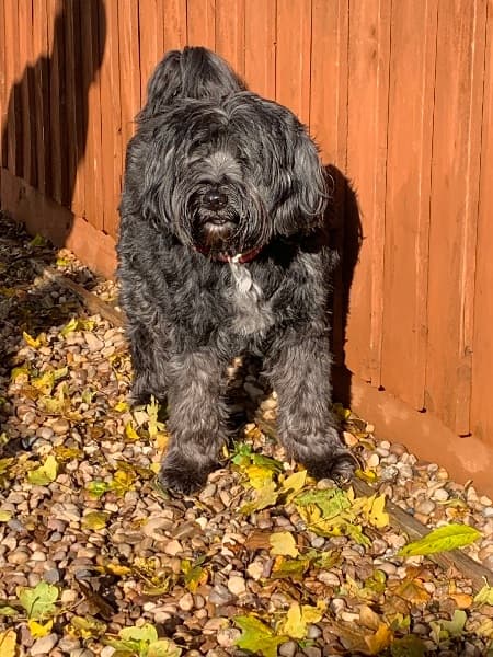 Max & Oscar — Unknown