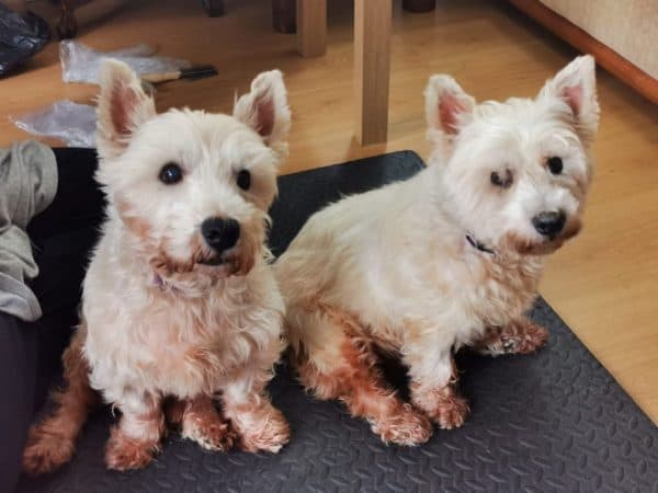 Poppy and Billy — Unknown