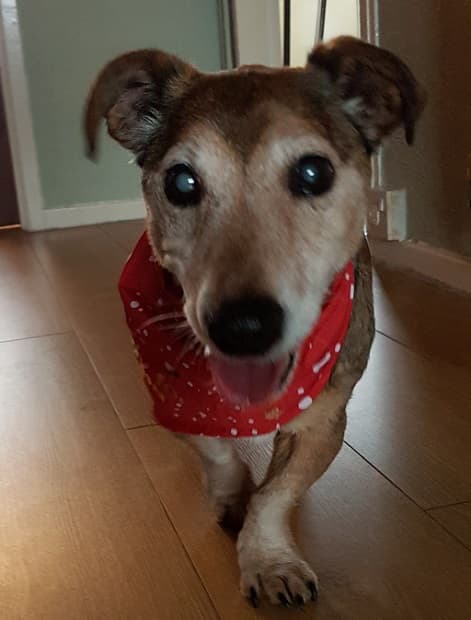 Jack, undercover blanket wrangler! — Unknown